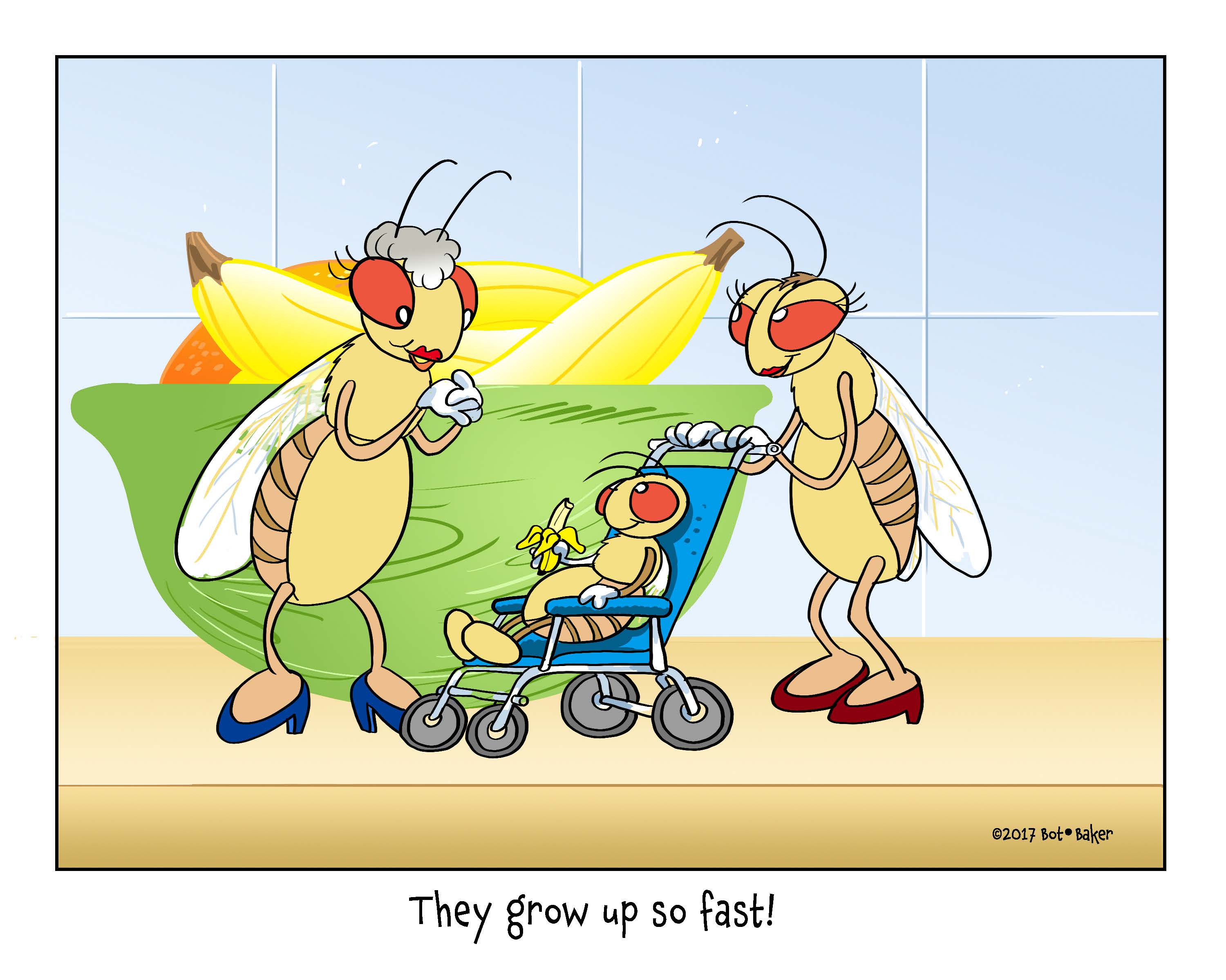 flies
